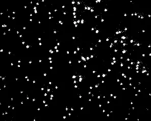Fluorescent RNA aptamers imaged in a living cell